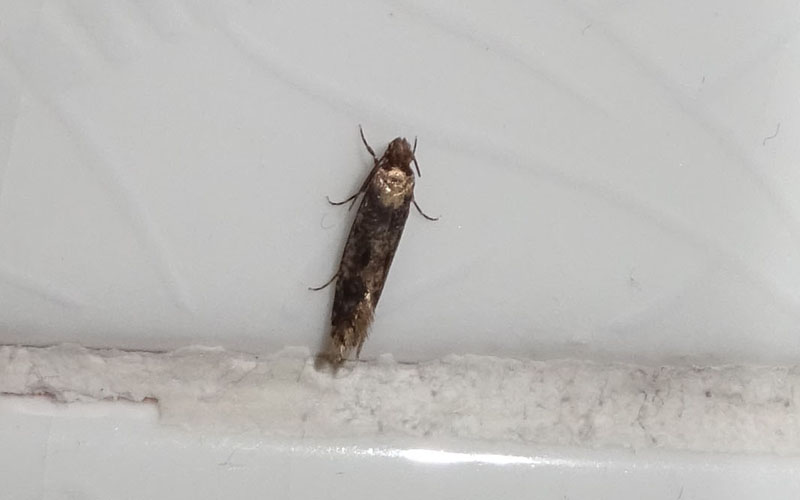 Tineidae........da determinare